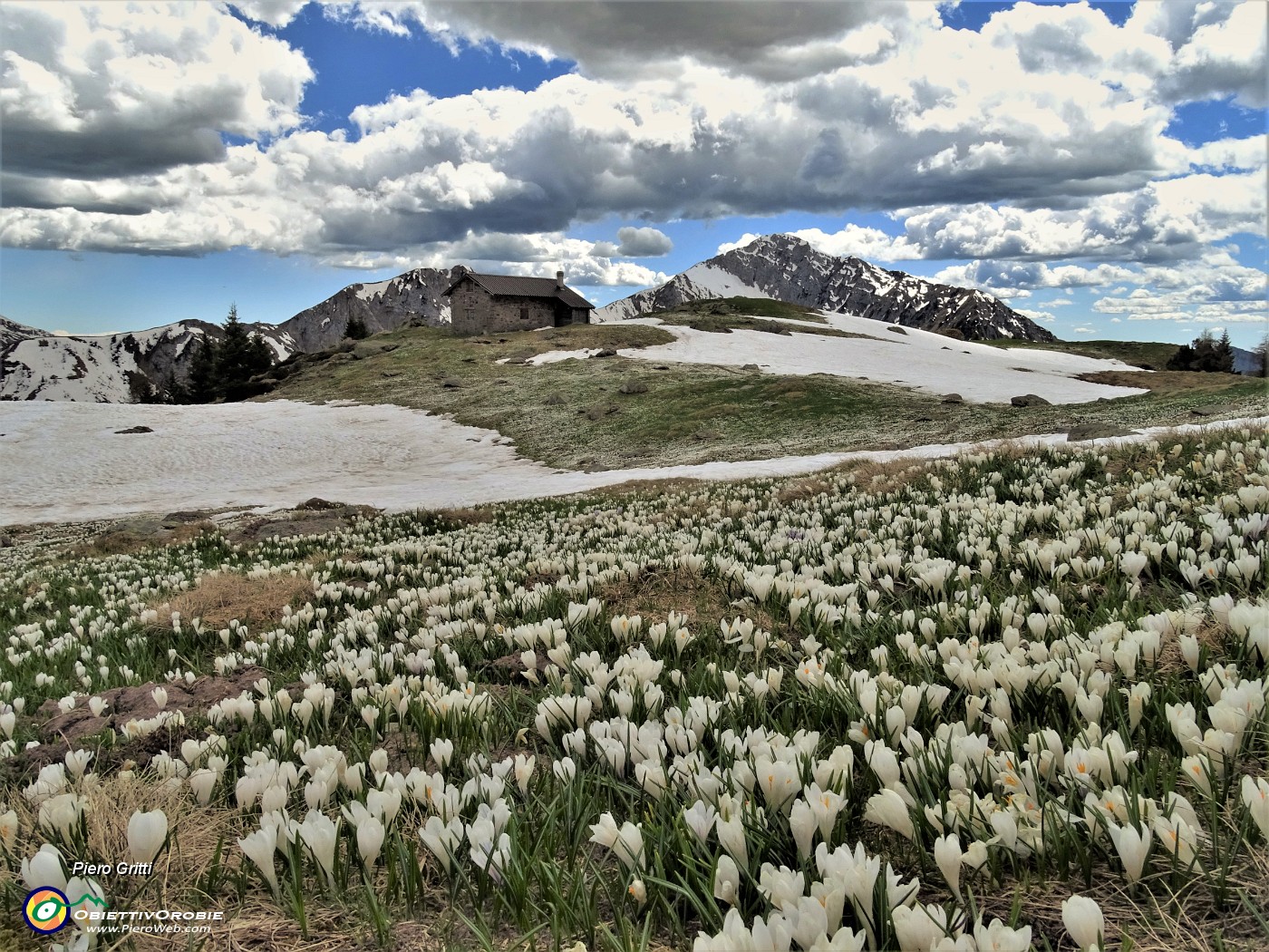 83  Baita di Monte Campo tra distese di Crocus vernus...senza sole.JPG